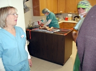 Loudon Spay Day